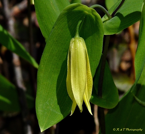 {Uvularia perfoliata}